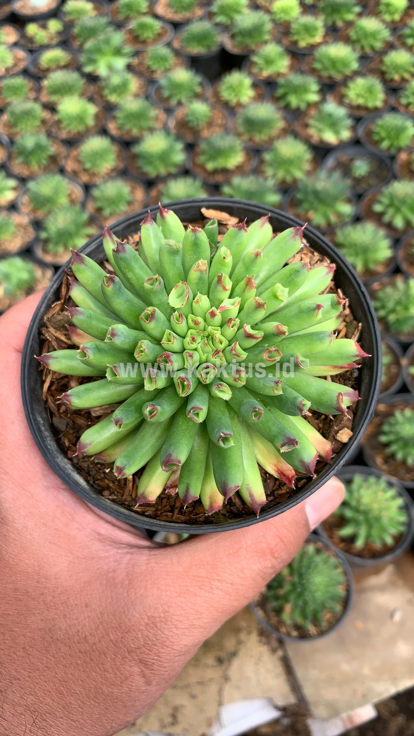 825. Sempervivum Tectorum Oddity - Image 3