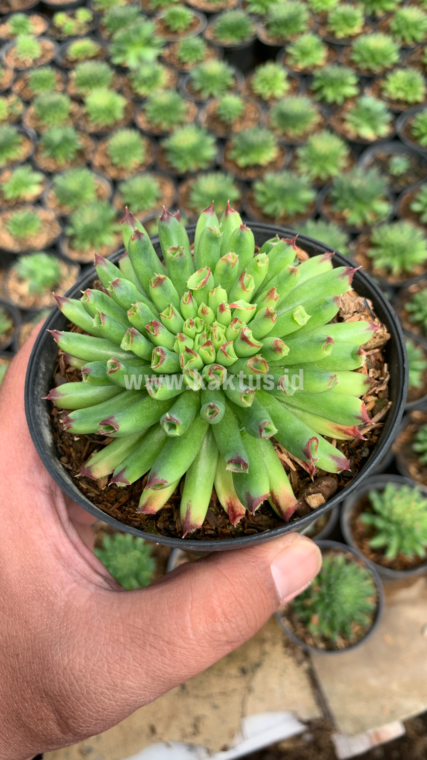 825. Sempervivum Tectorum Oddity - Image 4