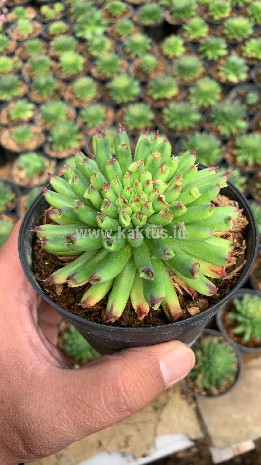825. Sempervivum Tectorum Oddity - Image 5