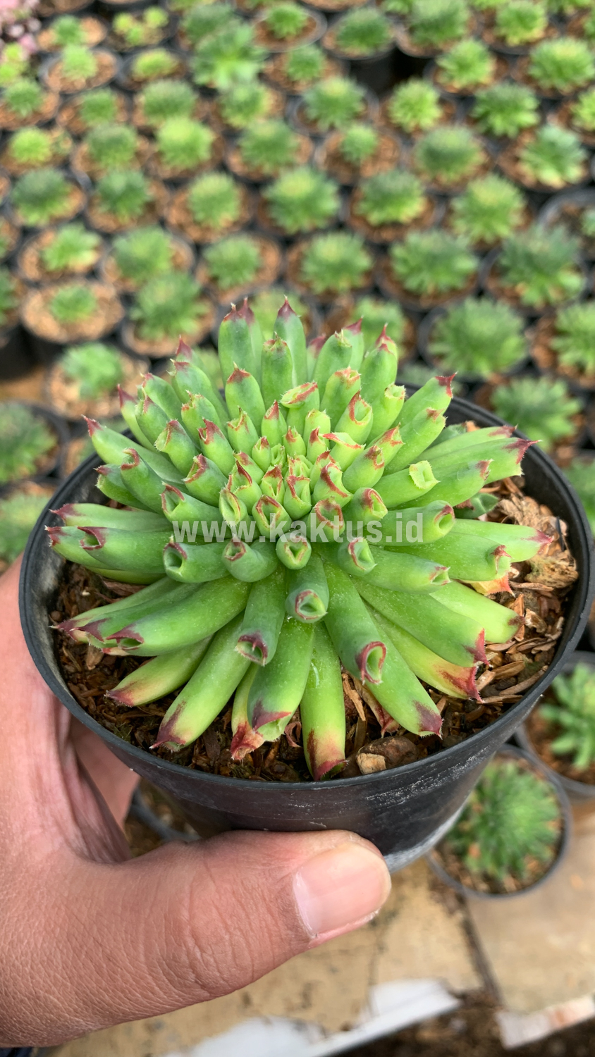 825. Sempervivum Tectorum Oddity - Image 6