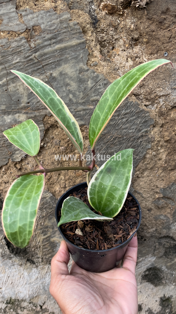 826. Hoya Macrophylla Variegated 6 Leafs - Image 7