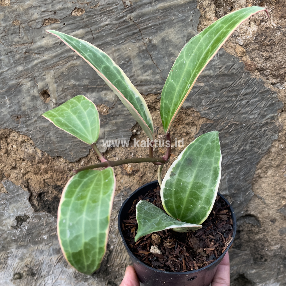 826. Hoya Macrophylla Variegated 6 Leafs - Image 2