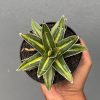 827. Agave Victoriae-reginae Giant Leafs Variegated