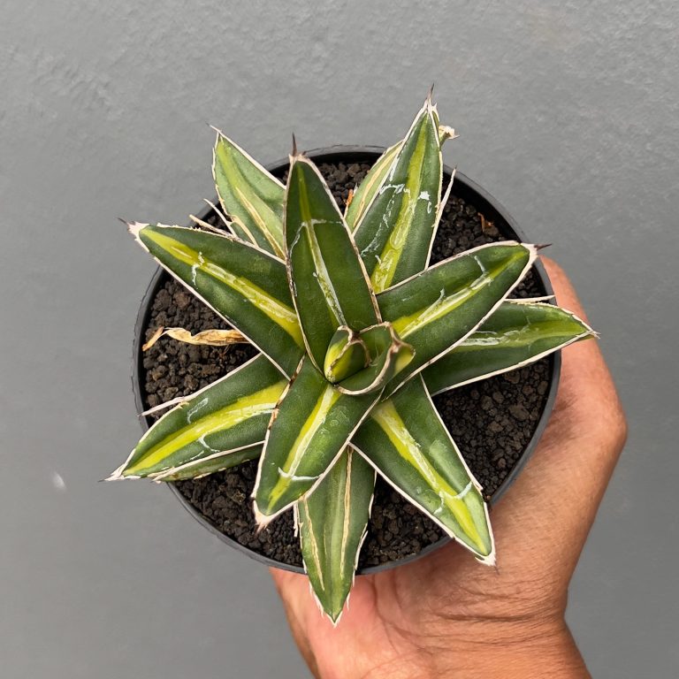 827. Agave Victoriae-reginae Giant Leafs Variegated