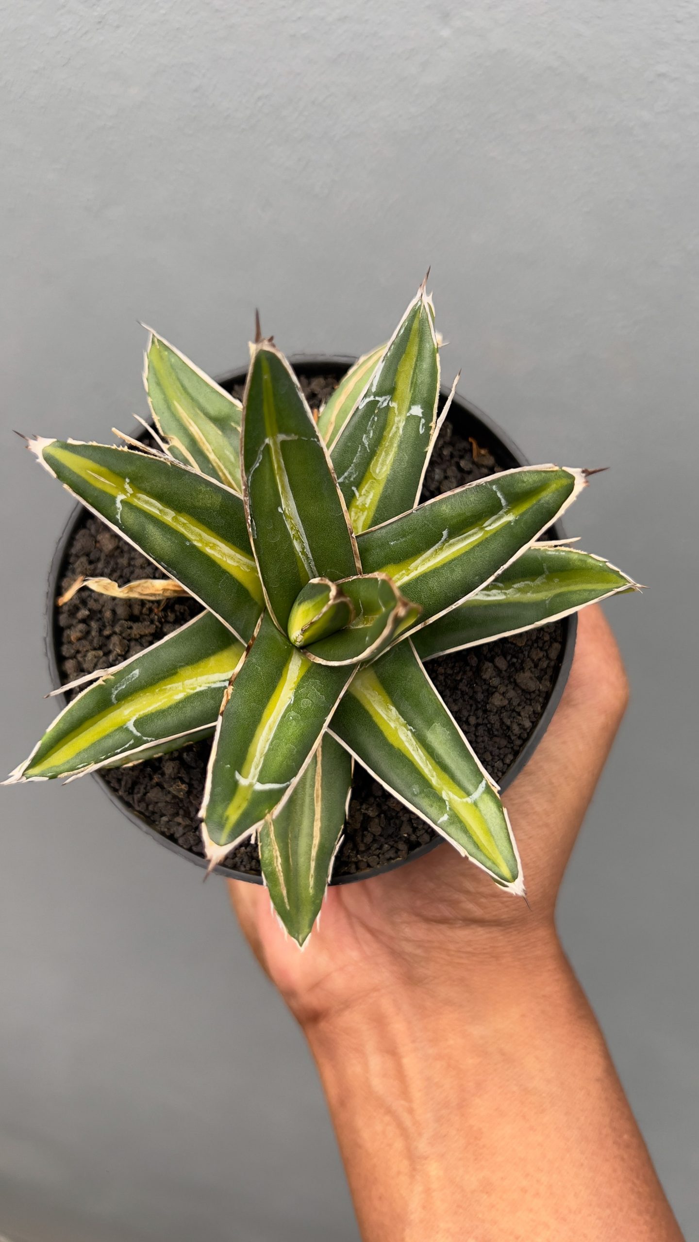 827. Agave Victoriae-reginae Giant Leafs Variegated - Image 9