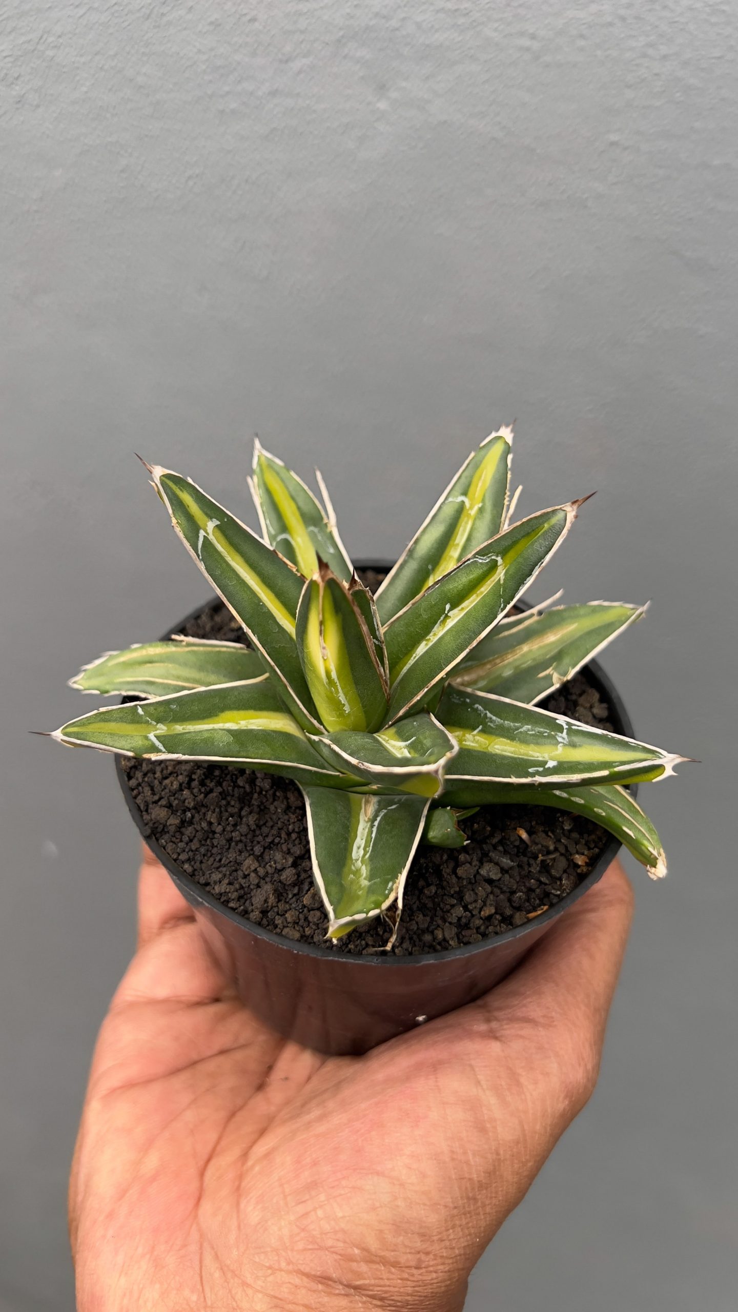 827. Agave Victoriae-reginae Giant Leafs Variegated - Image 5