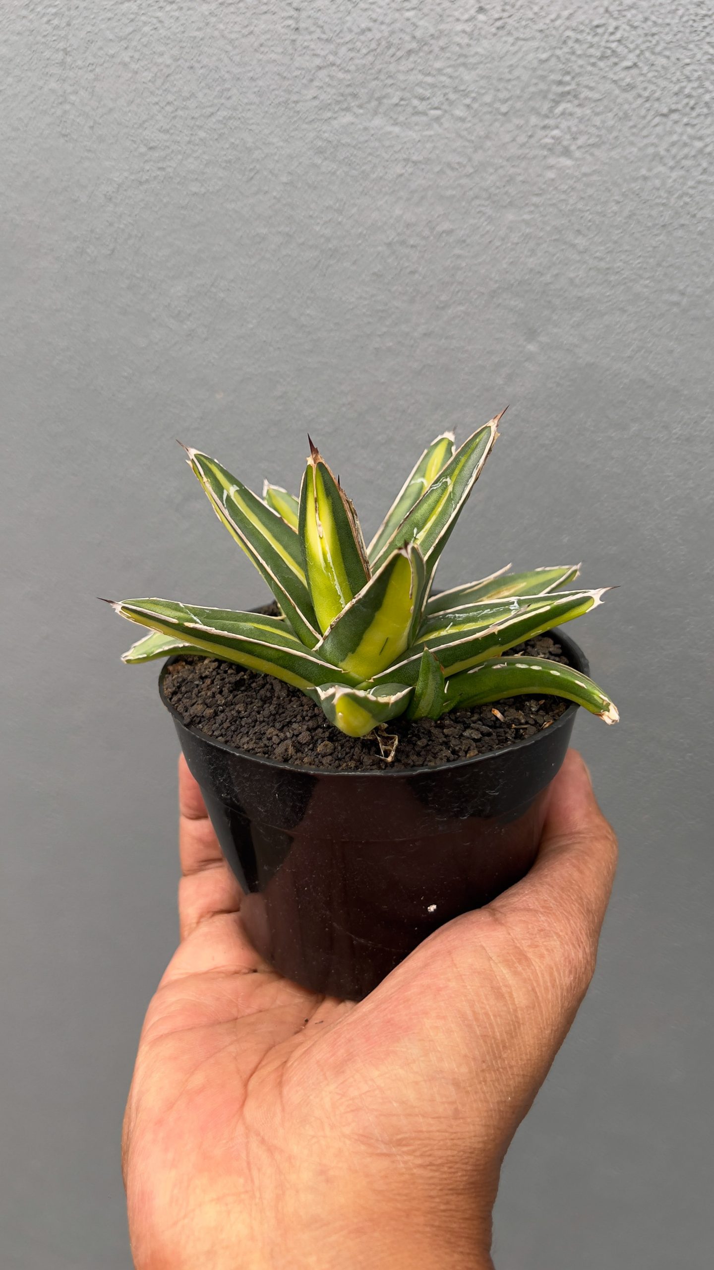 827. Agave Victoriae-reginae Giant Leafs Variegated - Image 7