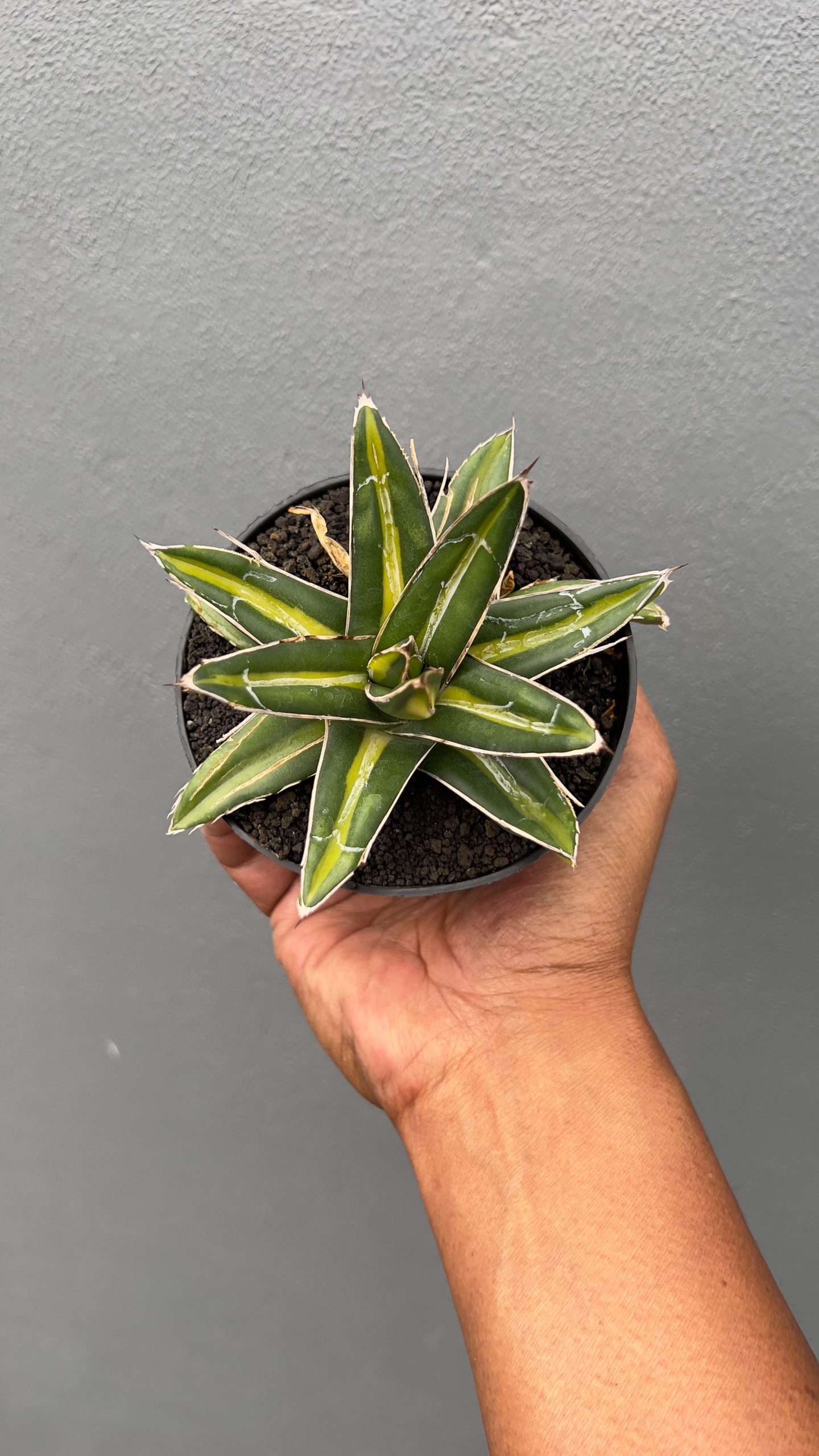 827. Agave Victoriae-reginae Giant Leafs Variegated - Image 10