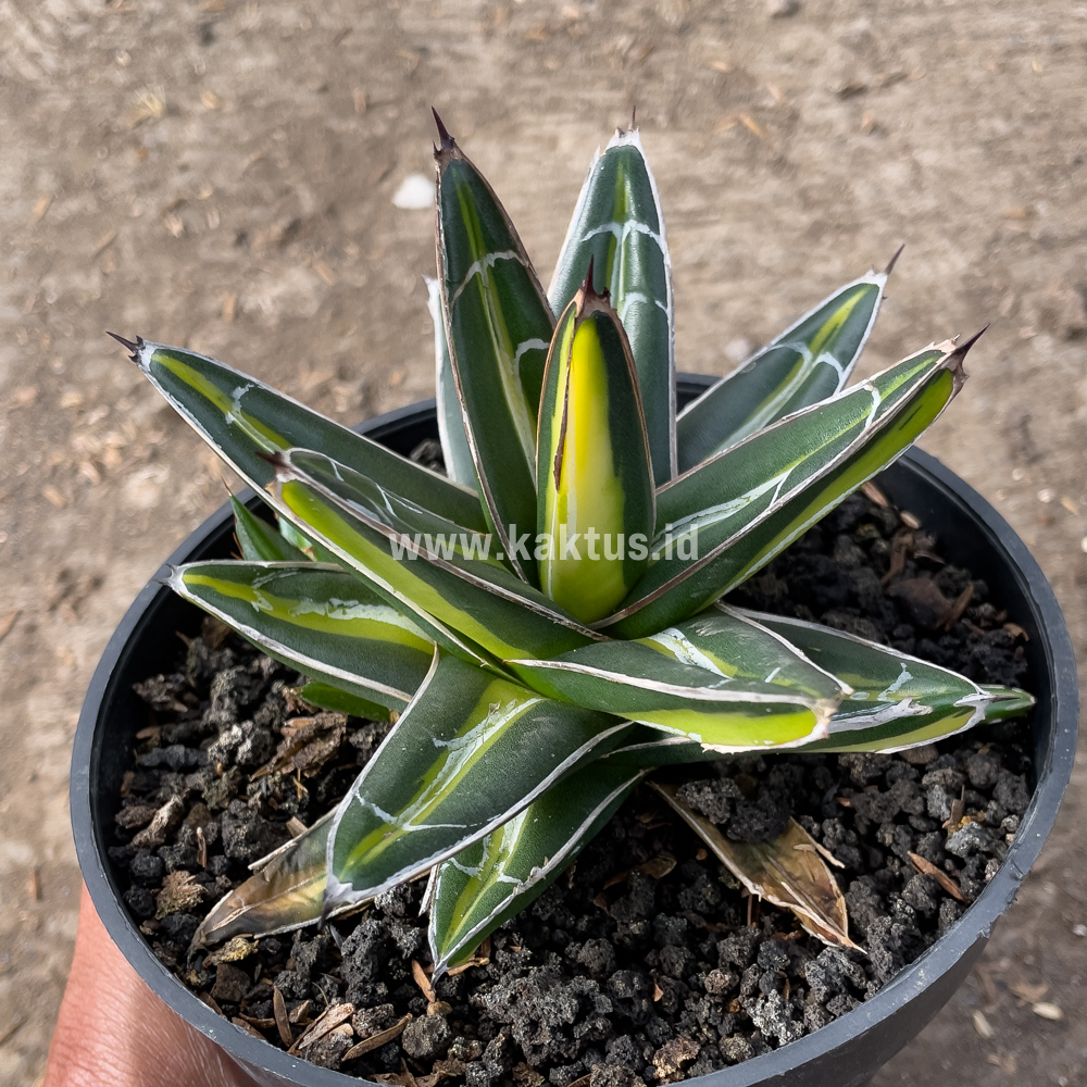 827. Agave Victoriae-reginae Giant Leafs Variegated - Image 8