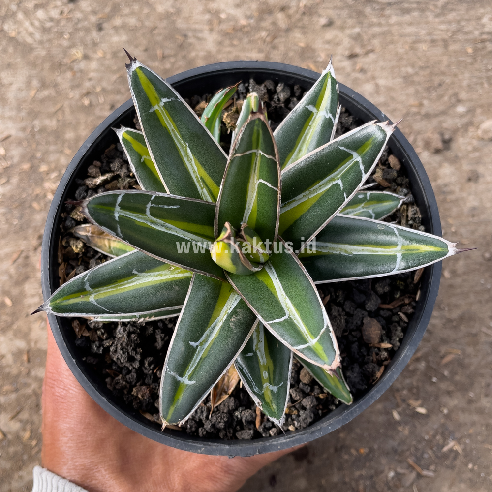 827. Agave Victoriae-reginae Giant Leafs Variegated - Image 6