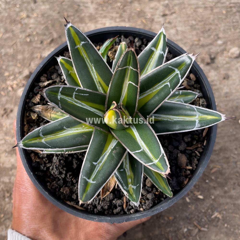 827. Agave Victoriae-reginae Giant Leafs Variegated - Image 2