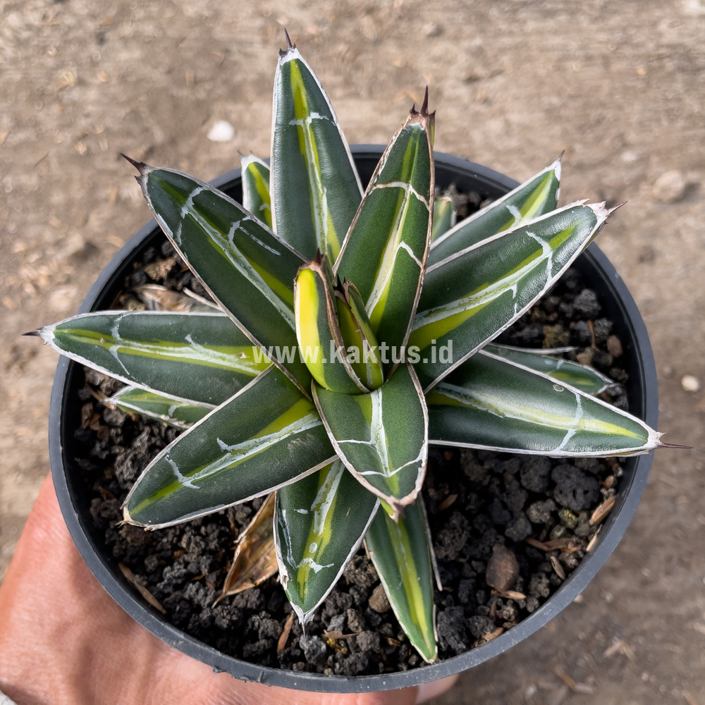 827. Agave Victoriae-reginae Giant Leafs Variegated - Image 4
