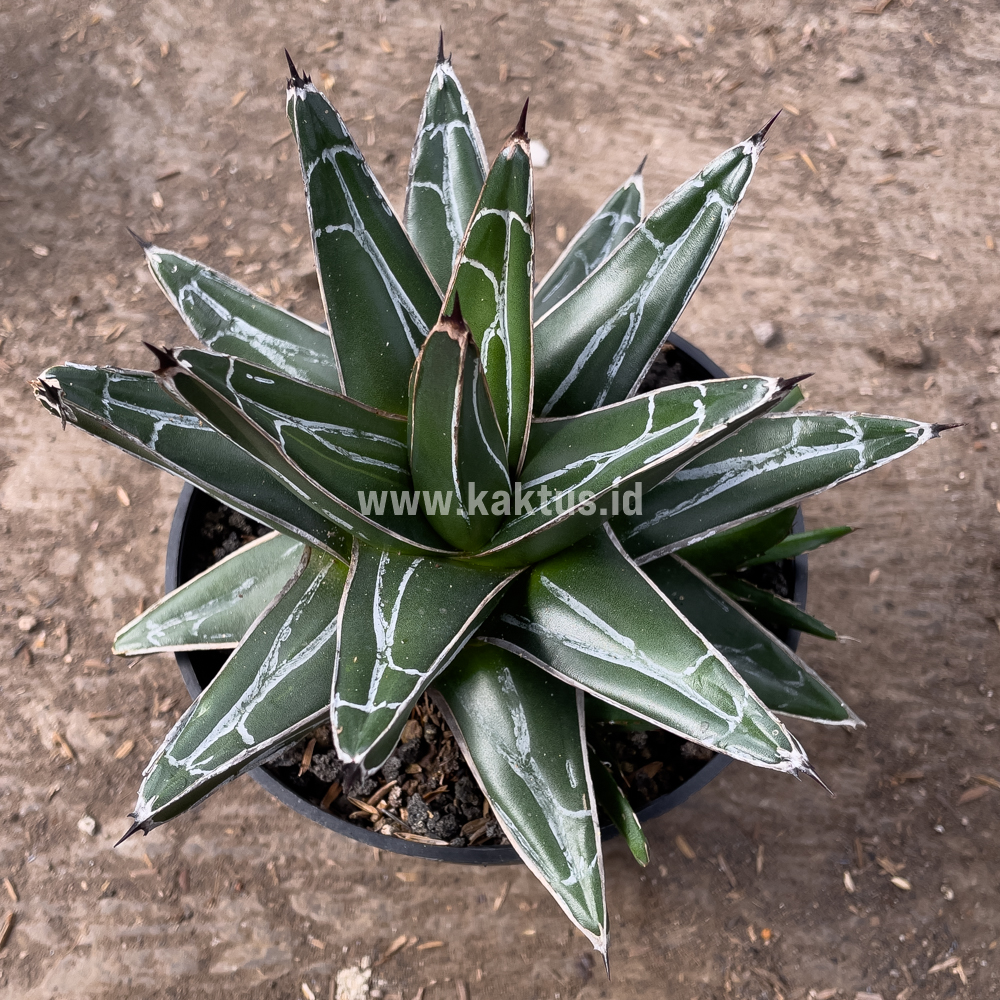 828. Agave Victoriae-reginae Giant Leafs - Image 2