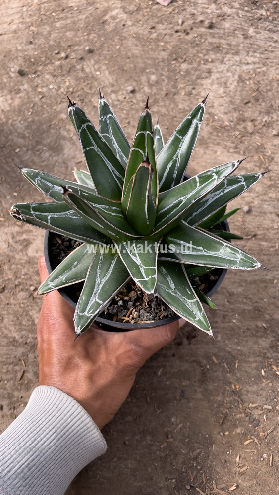 828. Agave Victoriae-reginae Giant Leafs - Image 8