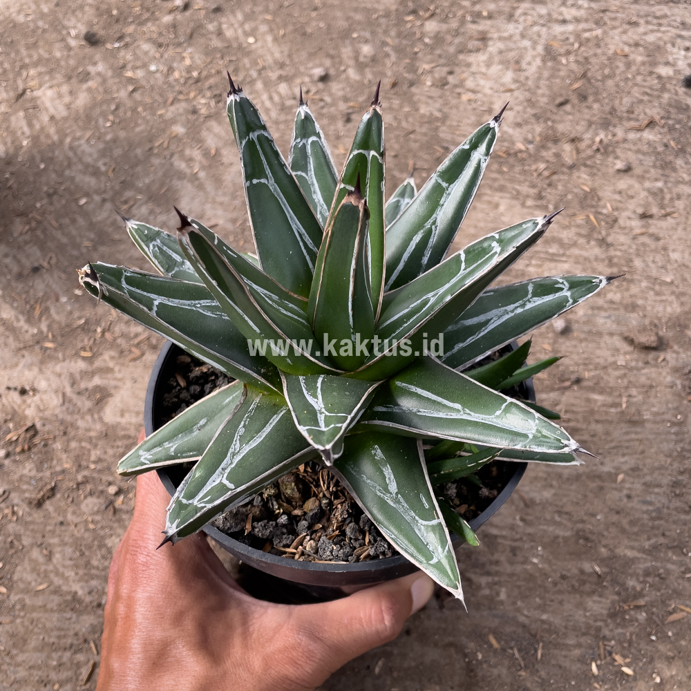 828. Agave Victoriae-reginae Giant Leafs - Image 7