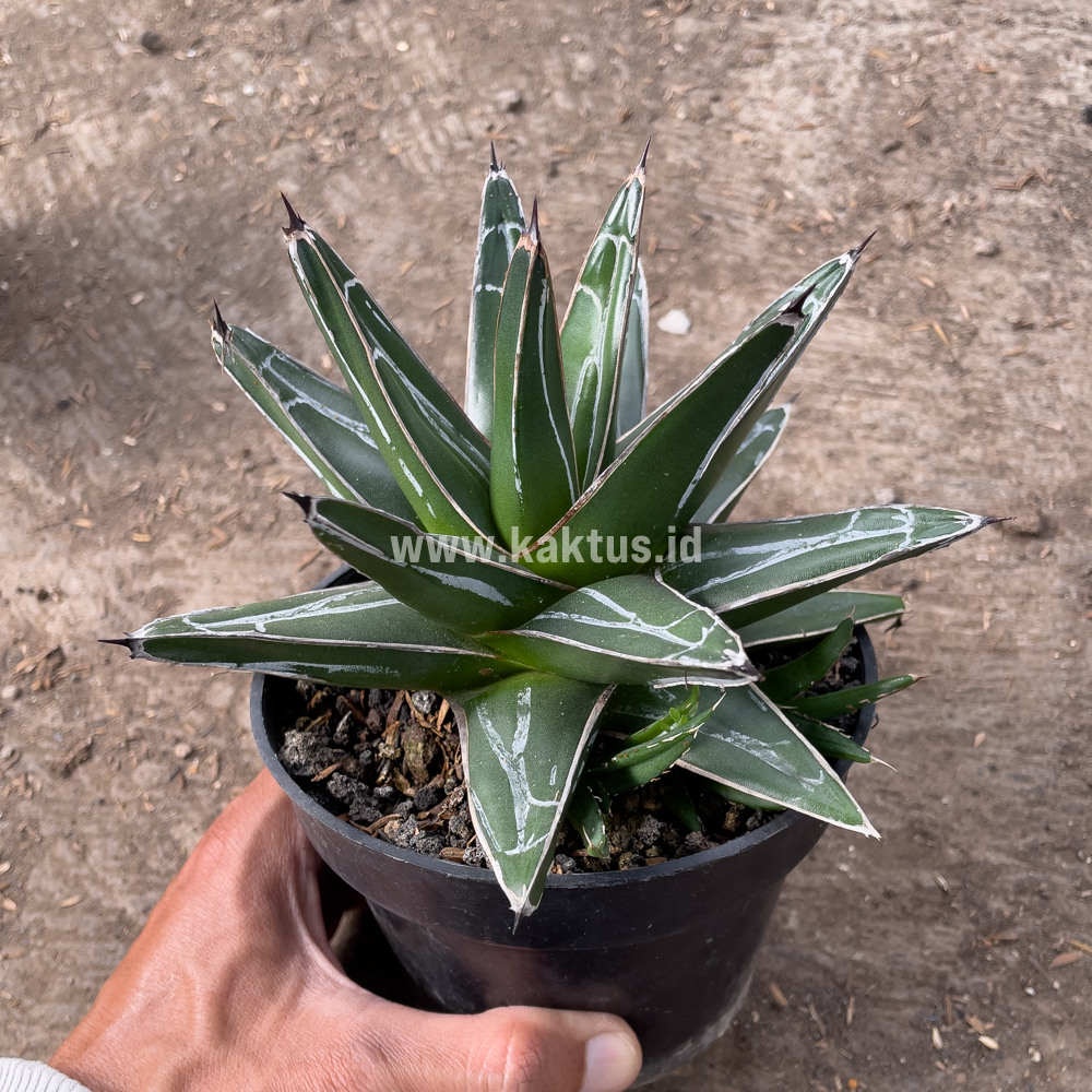 828. Agave Victoriae-reginae Giant Leafs - Image 6