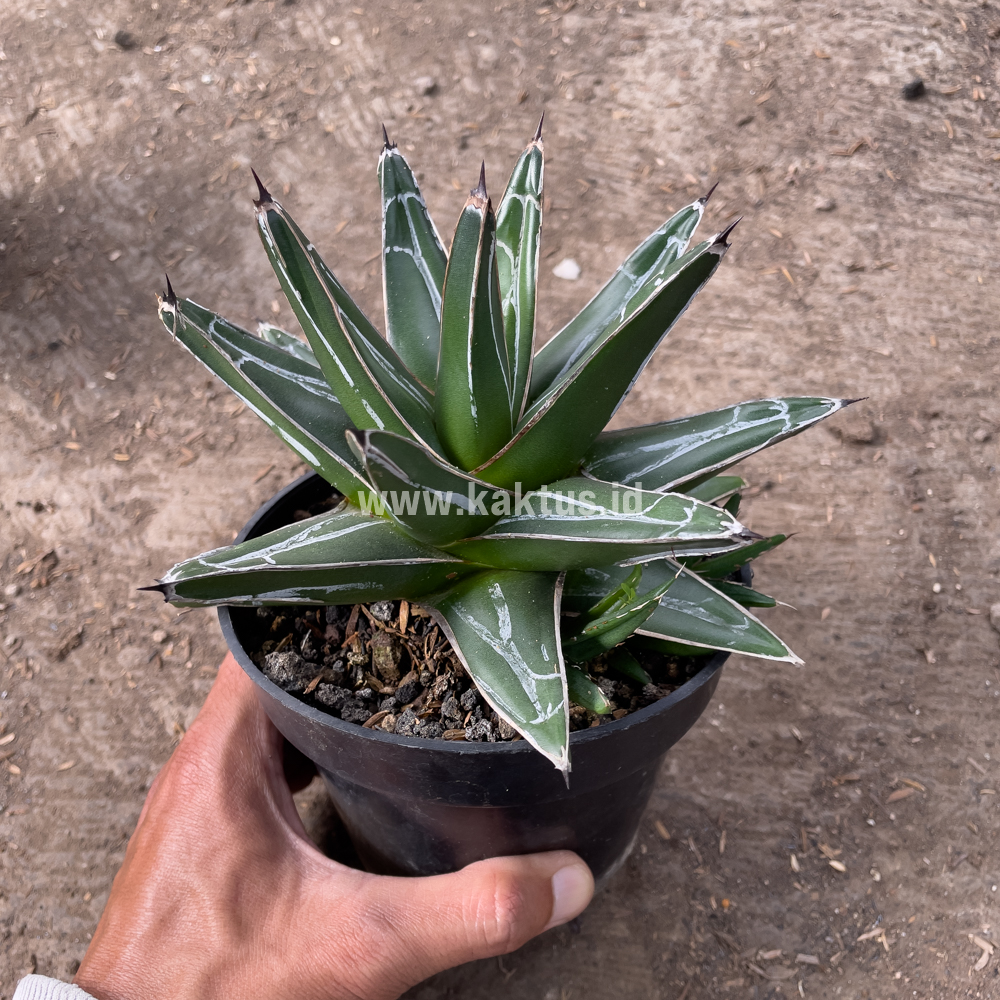 828. Agave Victoriae-reginae Giant Leafs - Image 5