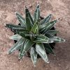 828. Agave Victoriae-reginae Giant Leafs