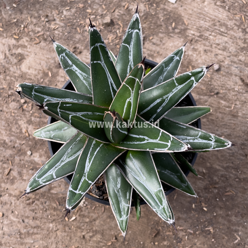 828. Agave Victoriae-reginae Giant Leafs