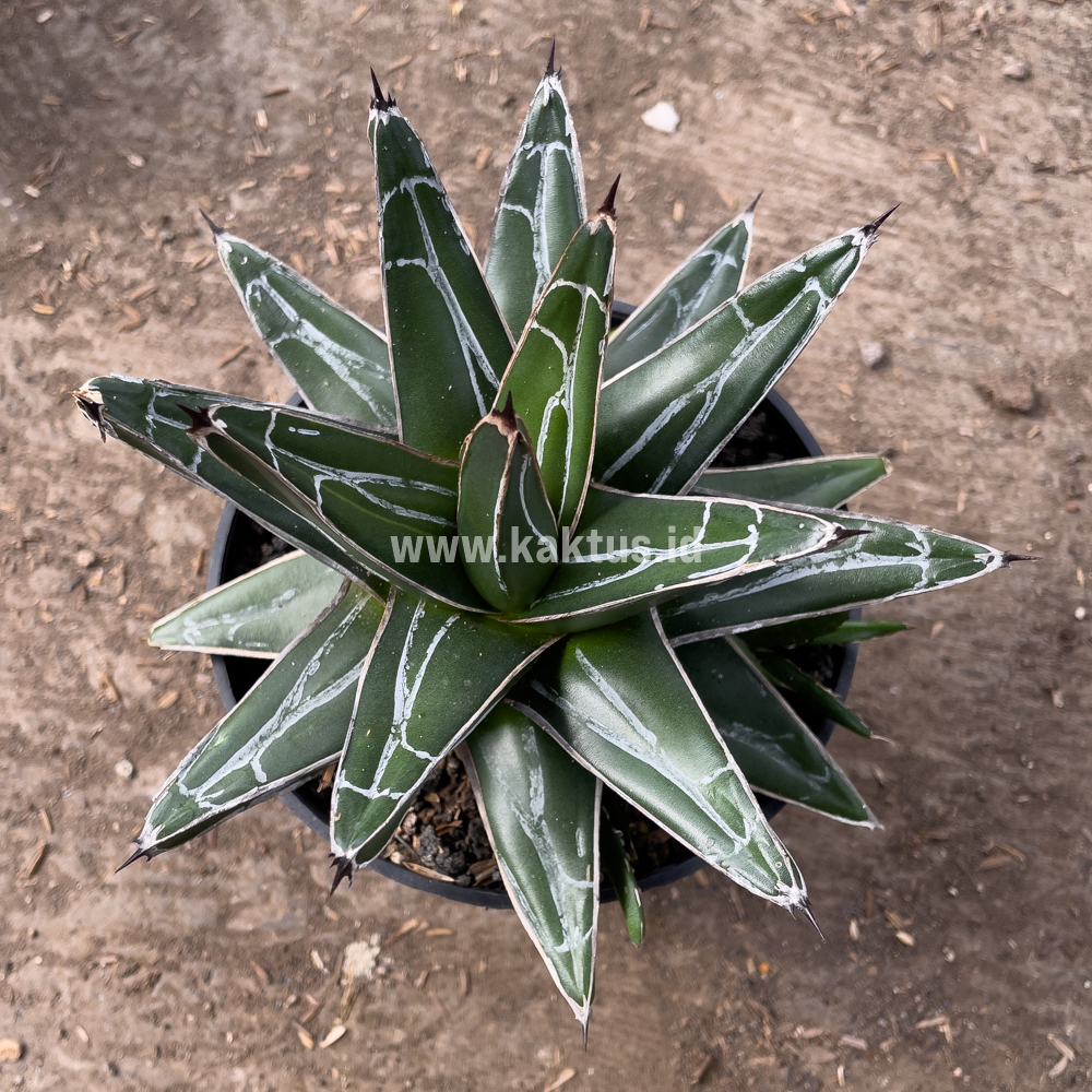 828. Agave Victoriae-reginae Giant Leafs - Image 3