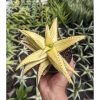 829. Aloe Somaliensis Aurea Variegated