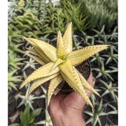 829. Aloe Somaliensis Aurea Variegated