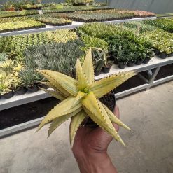 Alternative view of 829. Aloe Somaliensis Aurea Variegated