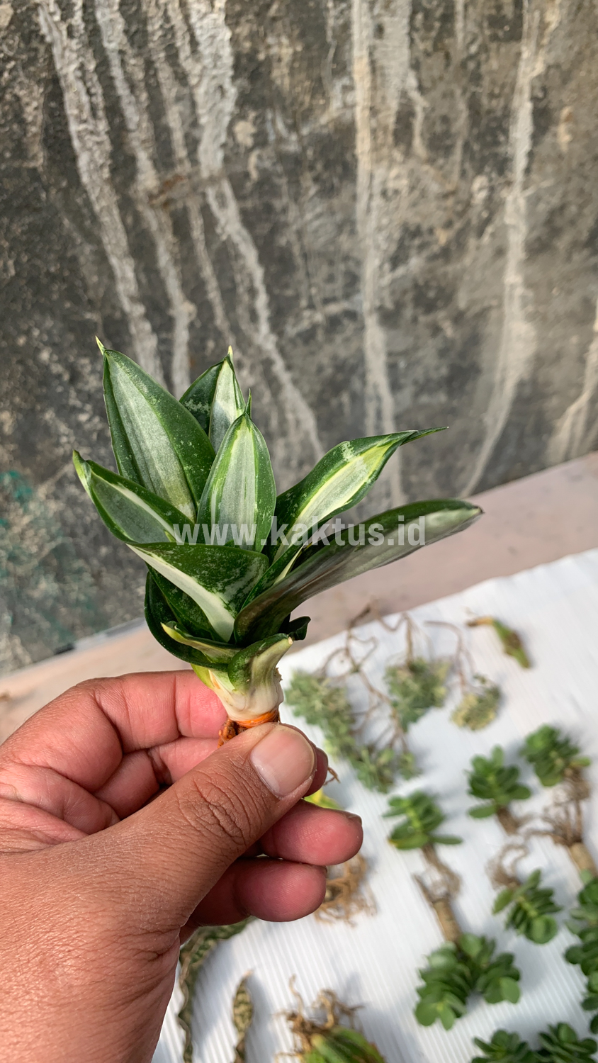 830. Sansevieria Hahniii Sticker - Image 19