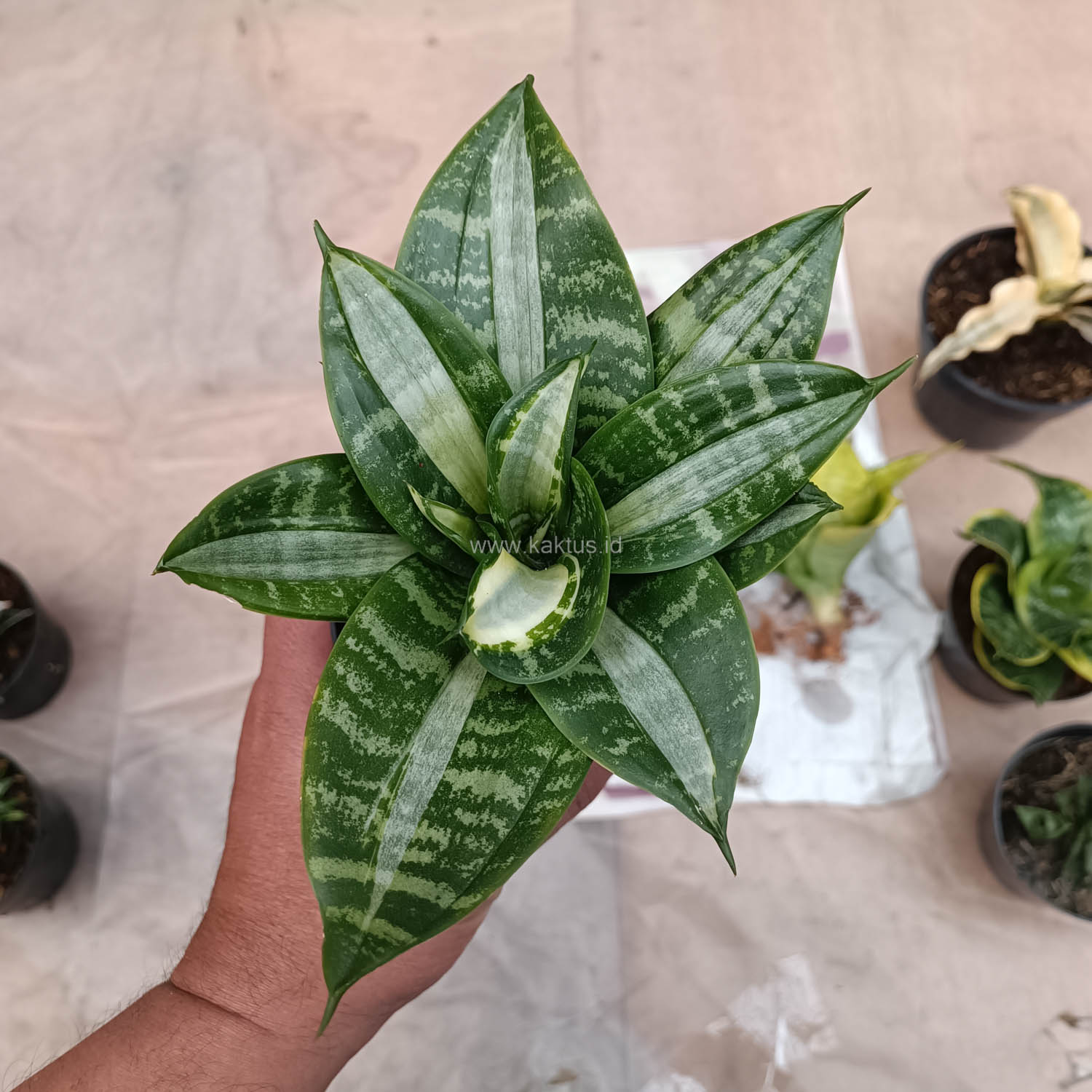 830. Sansevieria Hahniii Sticker - Image 6