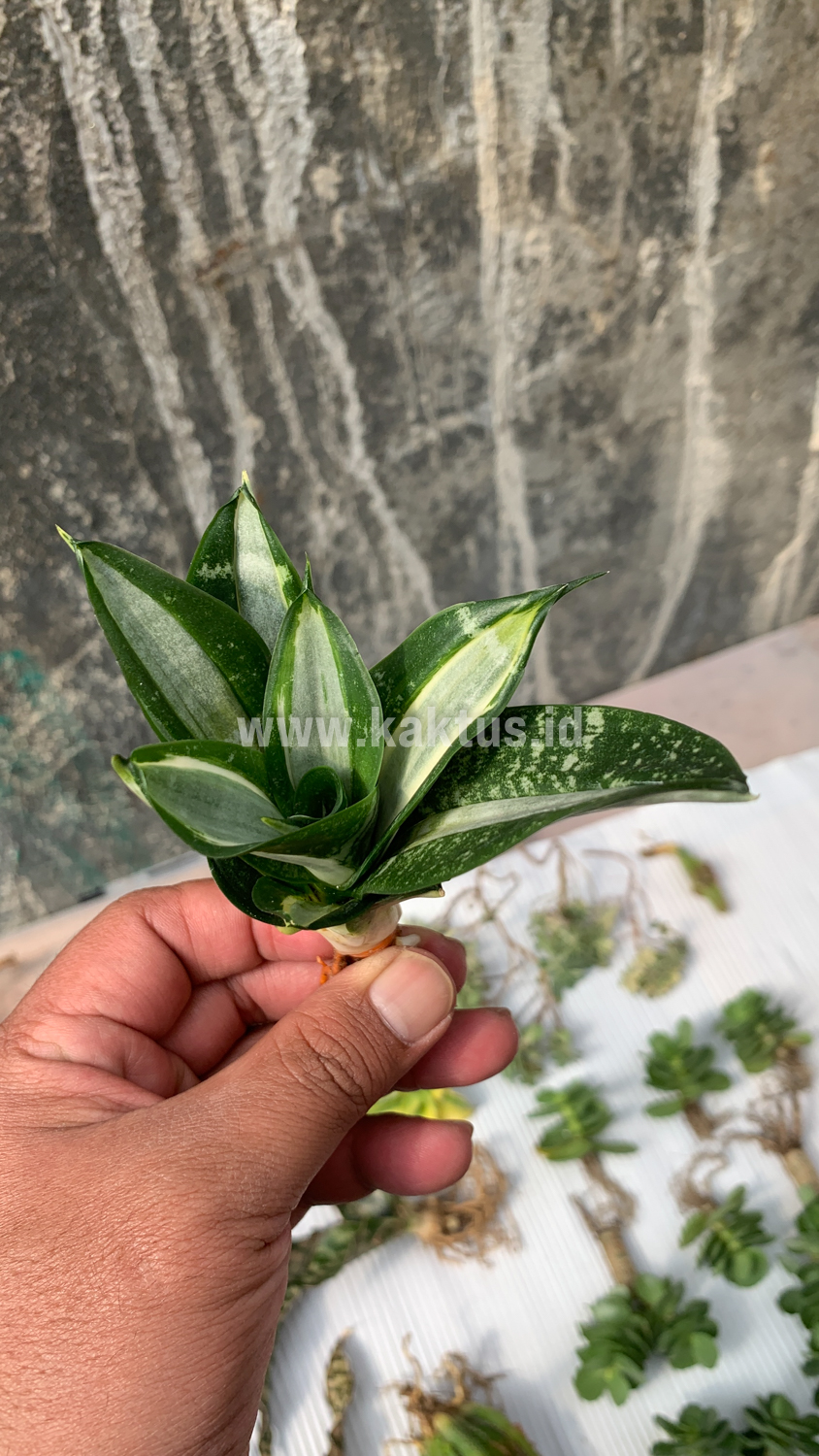830. Sansevieria Hahniii Sticker - Image 17