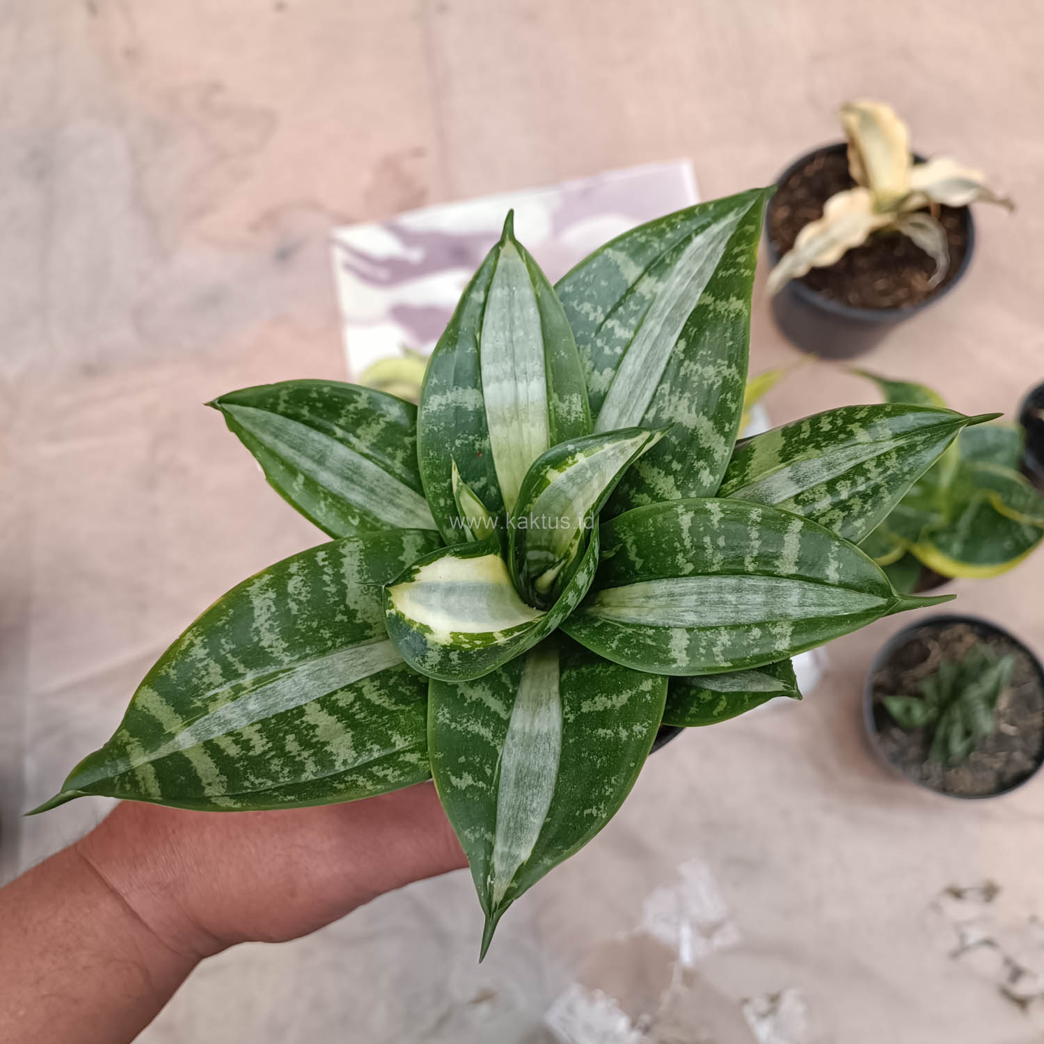 830. Sansevieria Hahniii Sticker - Image 24