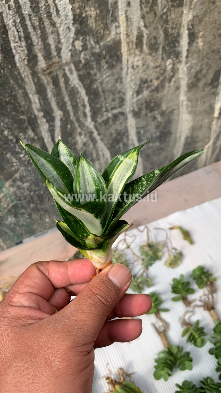 830. Sansevieria Hahniii Sticker - Image 16