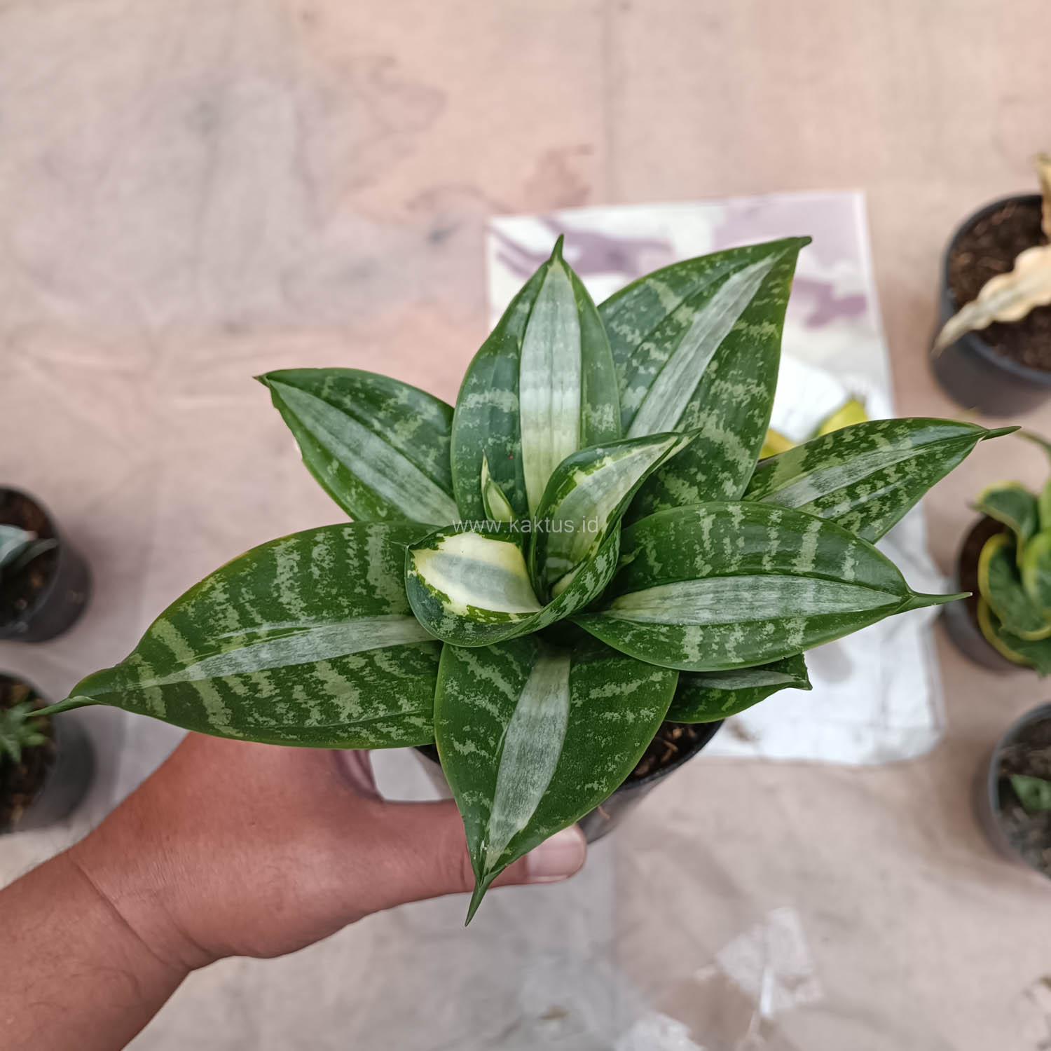 830. Sansevieria Hahniii Sticker - Image 9