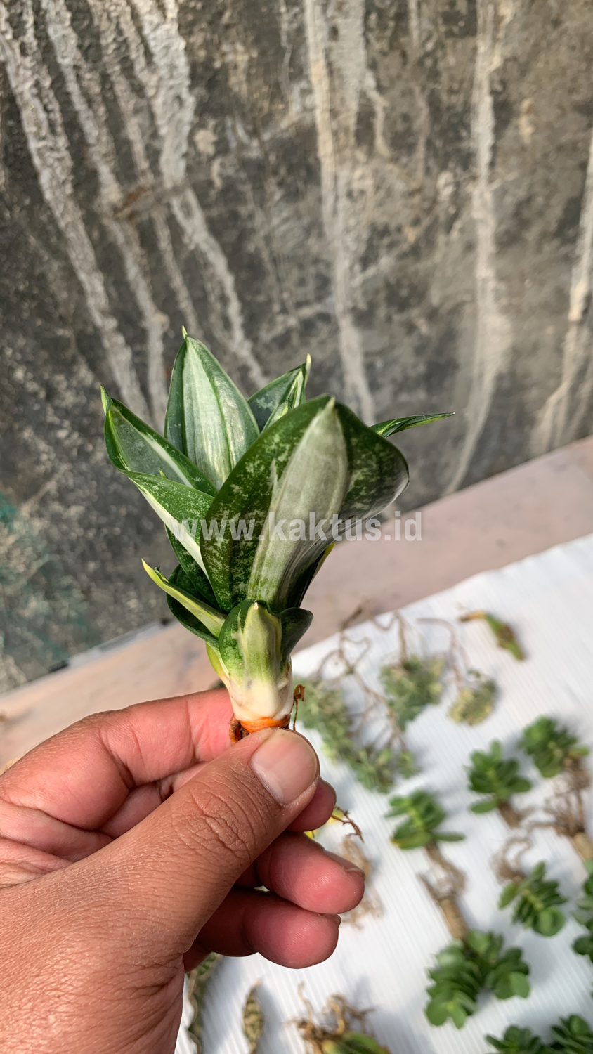 830. Sansevieria Hahniii Sticker - Image 3