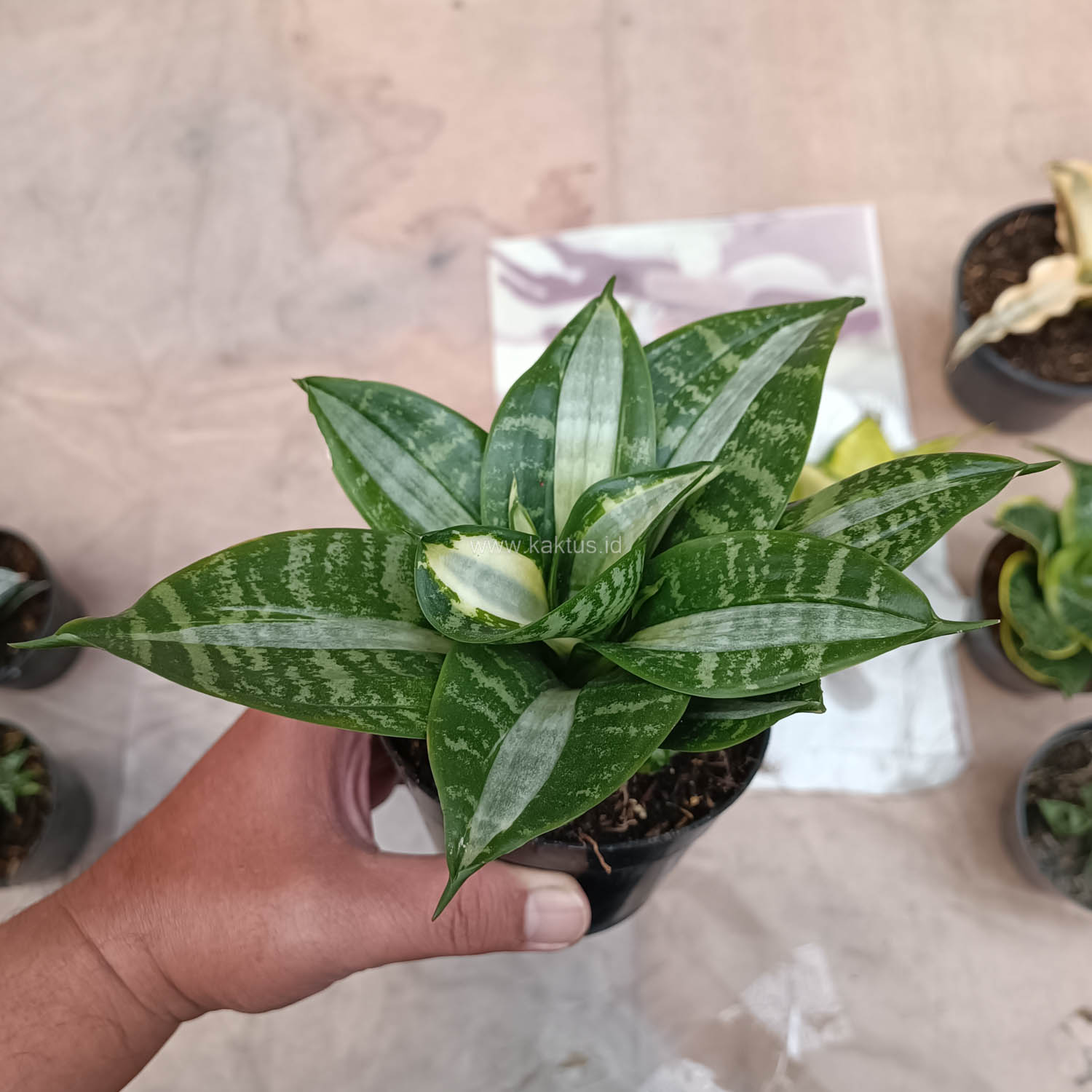 830. Sansevieria Hahniii Sticker - Image 22