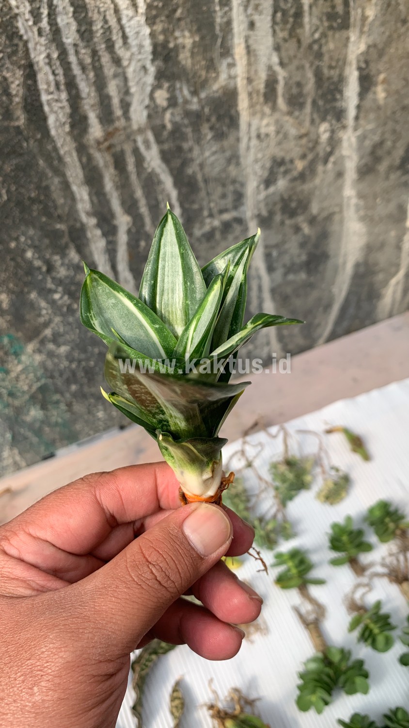 830. Sansevieria Hahniii Sticker - Image 14