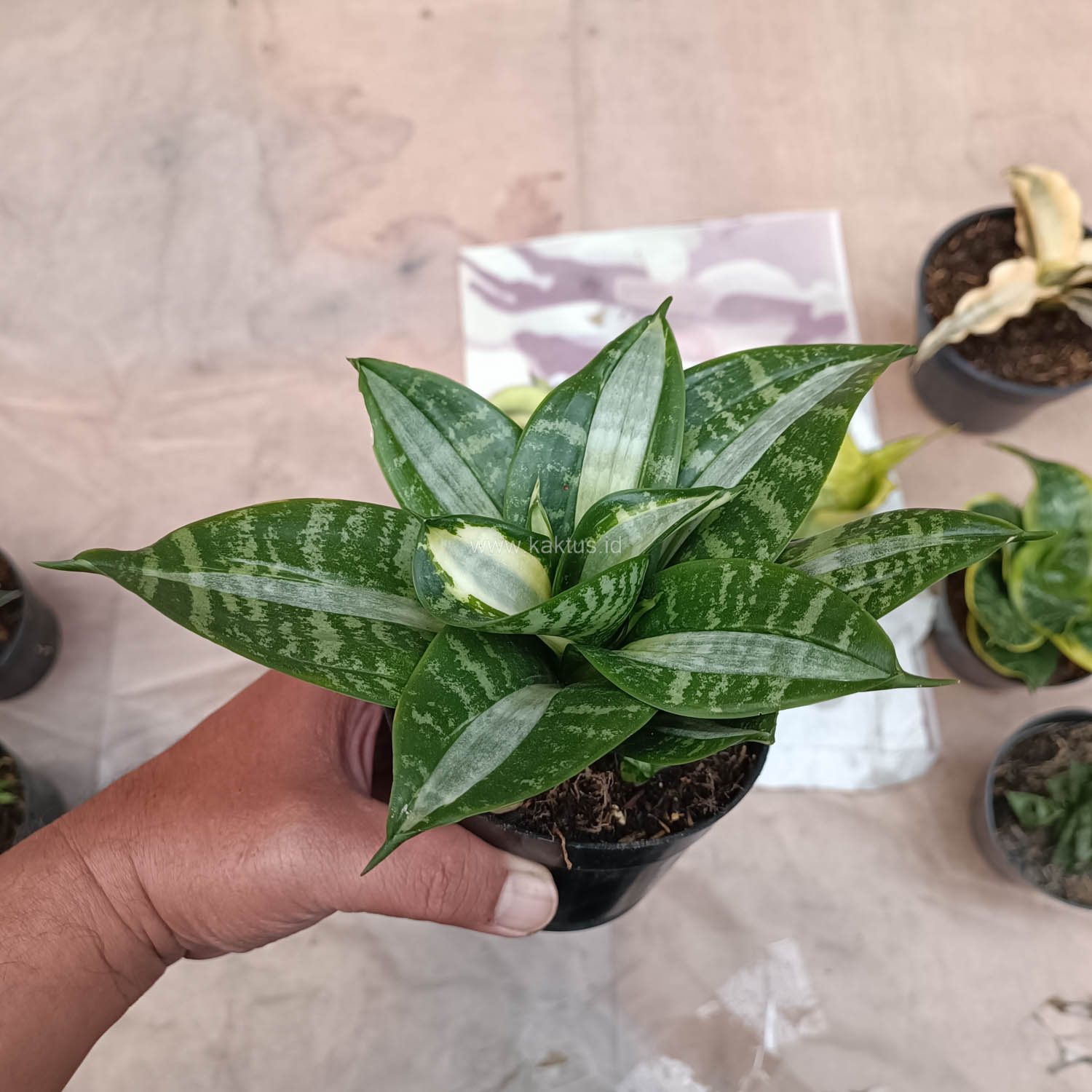 830. Sansevieria Hahniii Sticker - Image 4