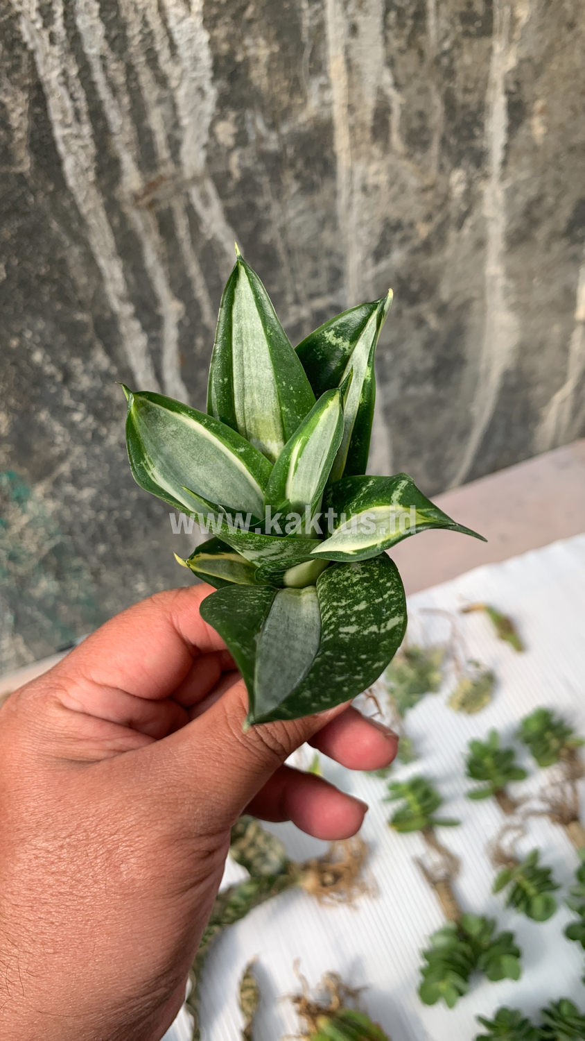 830. Sansevieria Hahniii Sticker - Image 12