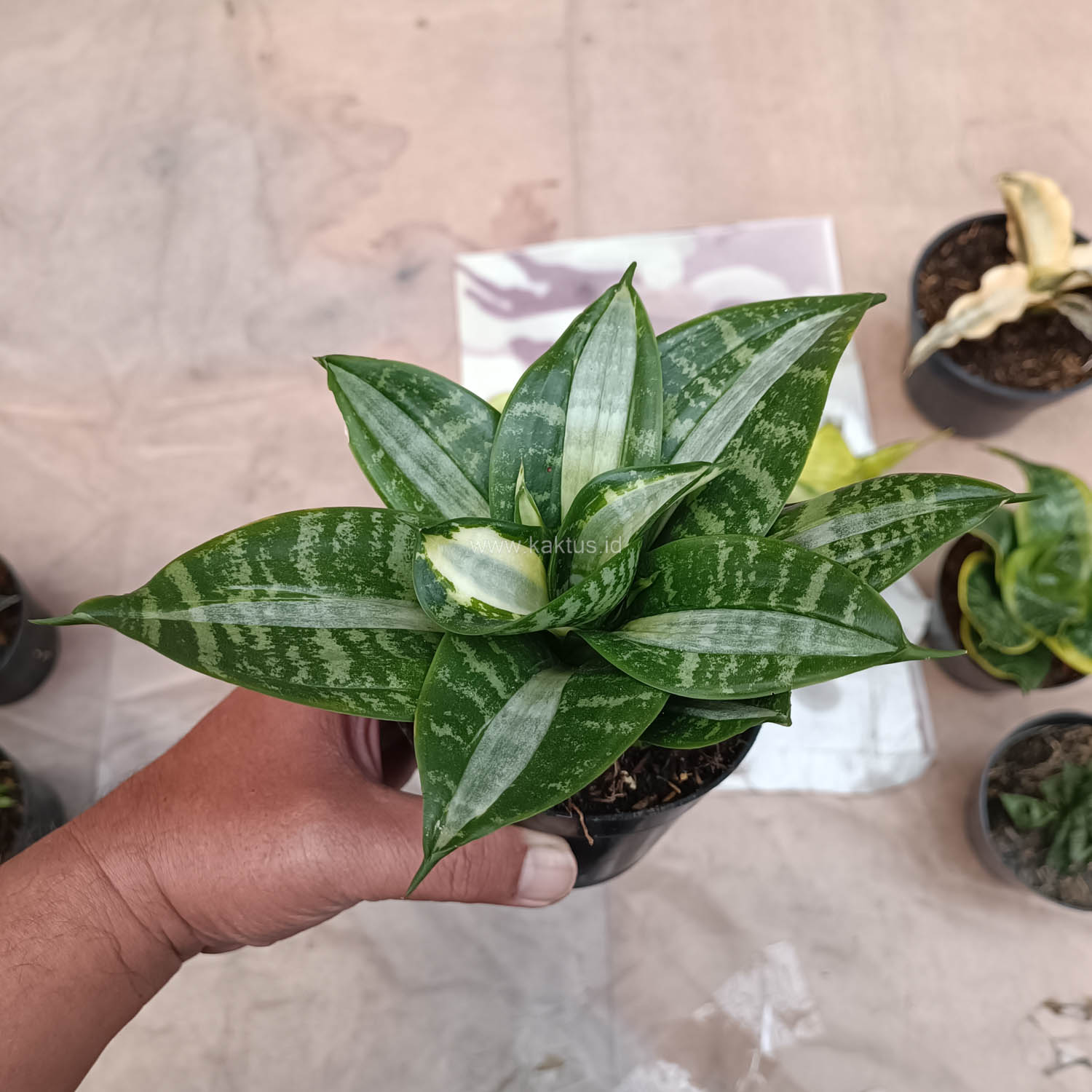 830. Sansevieria Hahniii Sticker - Image 13