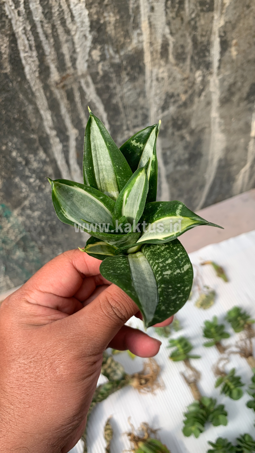 830. Sansevieria Hahniii Sticker - Image 10