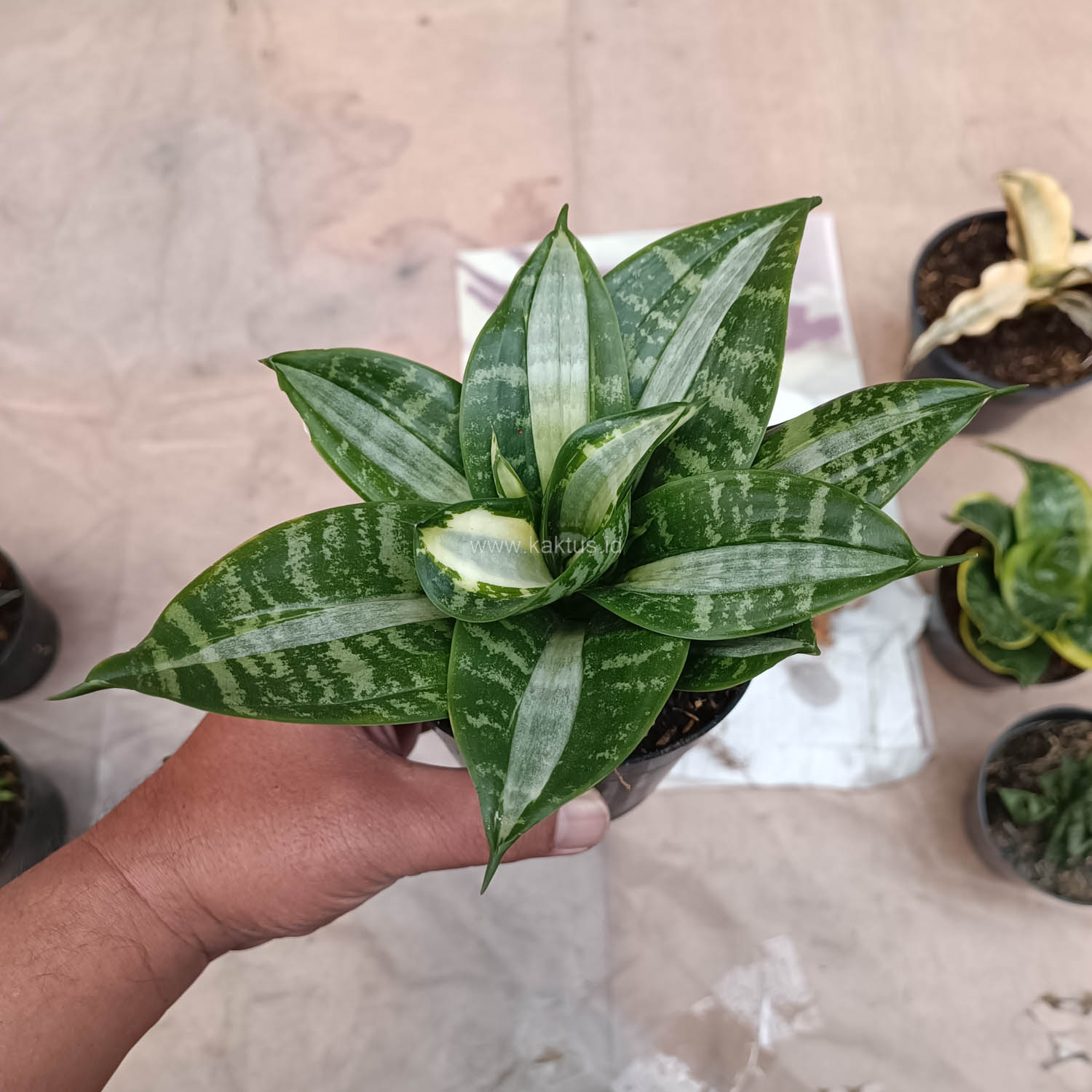 830. Sansevieria Hahniii Sticker - Image 15