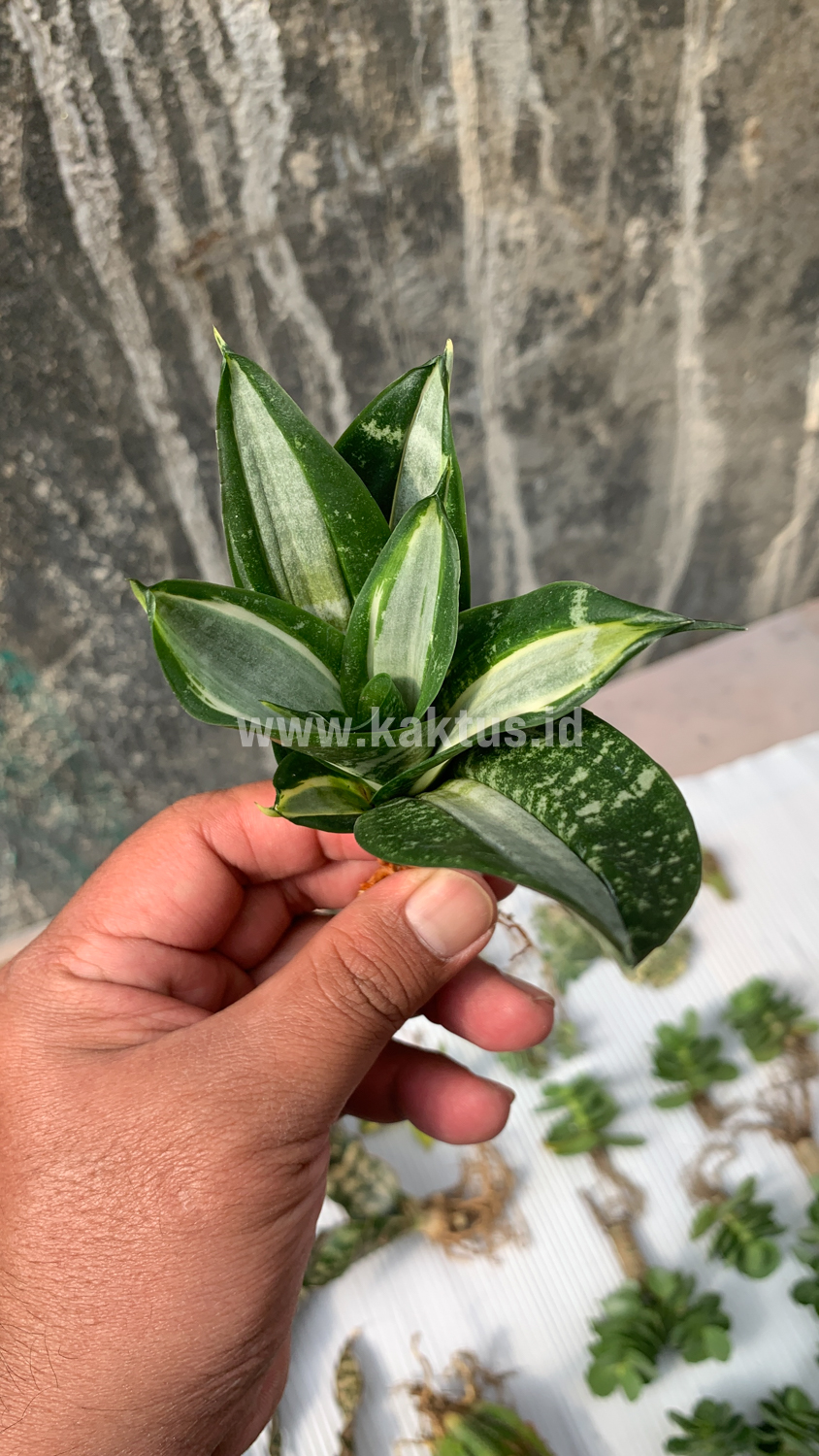 830. Sansevieria Hahniii Sticker - Image 8