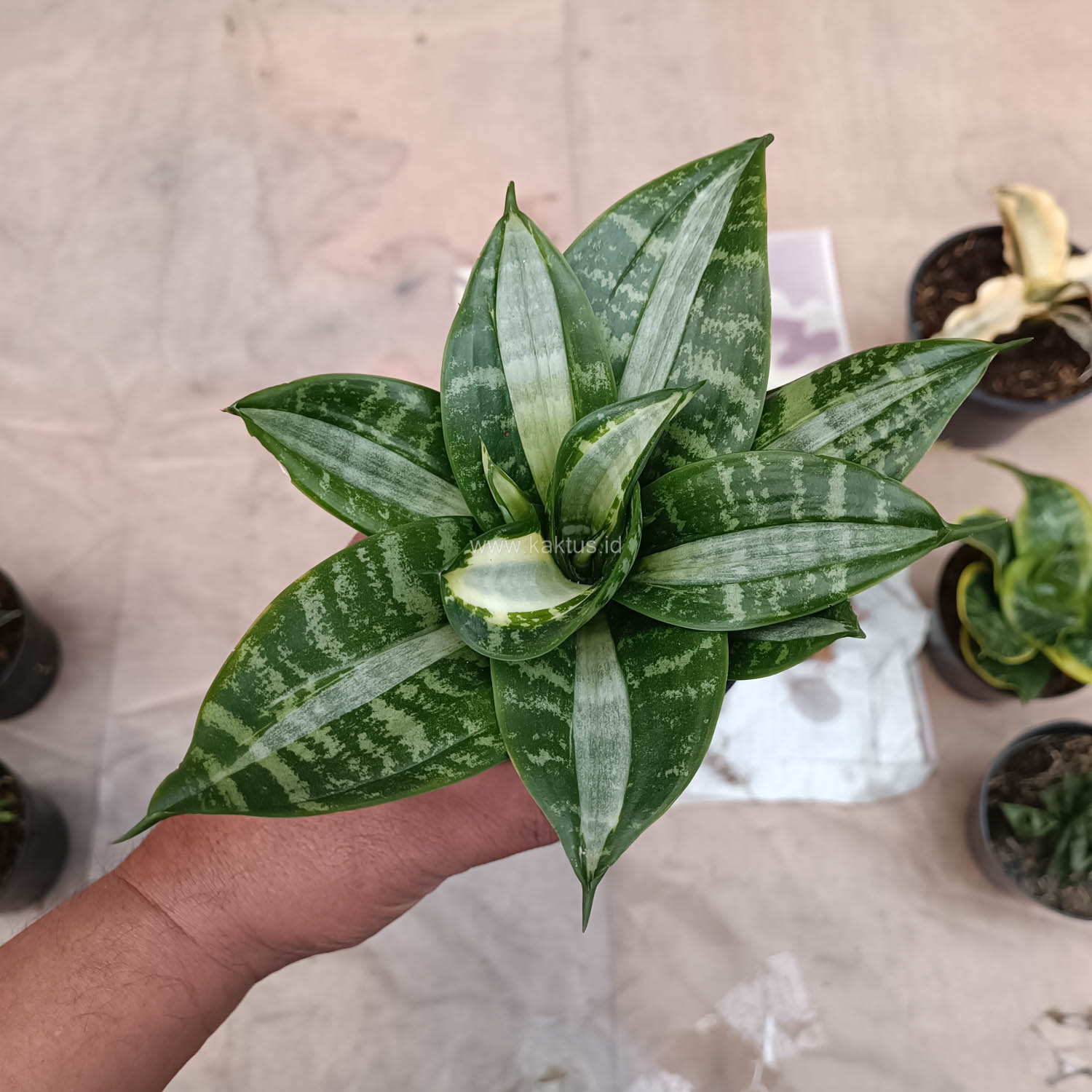 830. Sansevieria Hahniii Sticker - Image 20