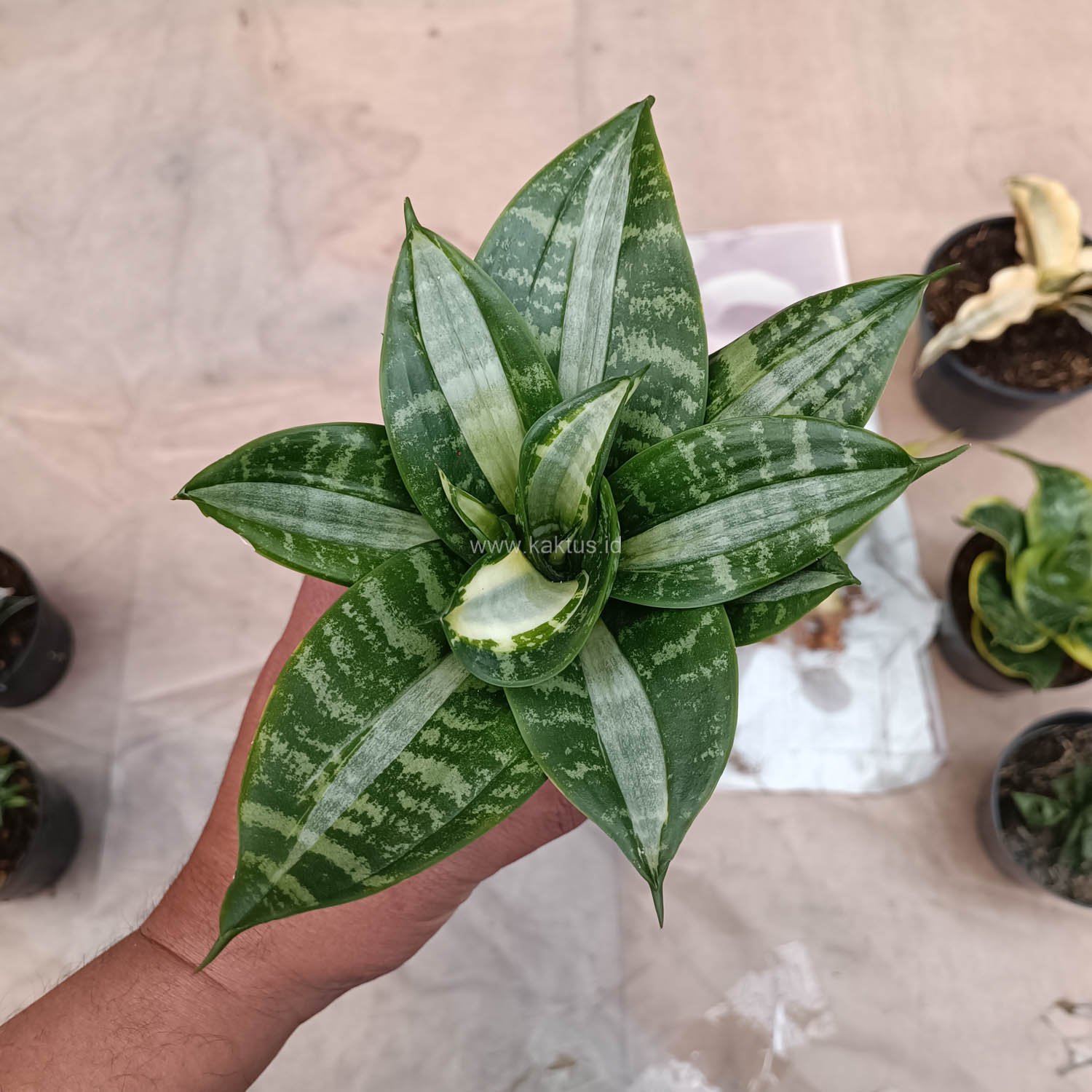 830. Sansevieria Hahniii Sticker - Image 18