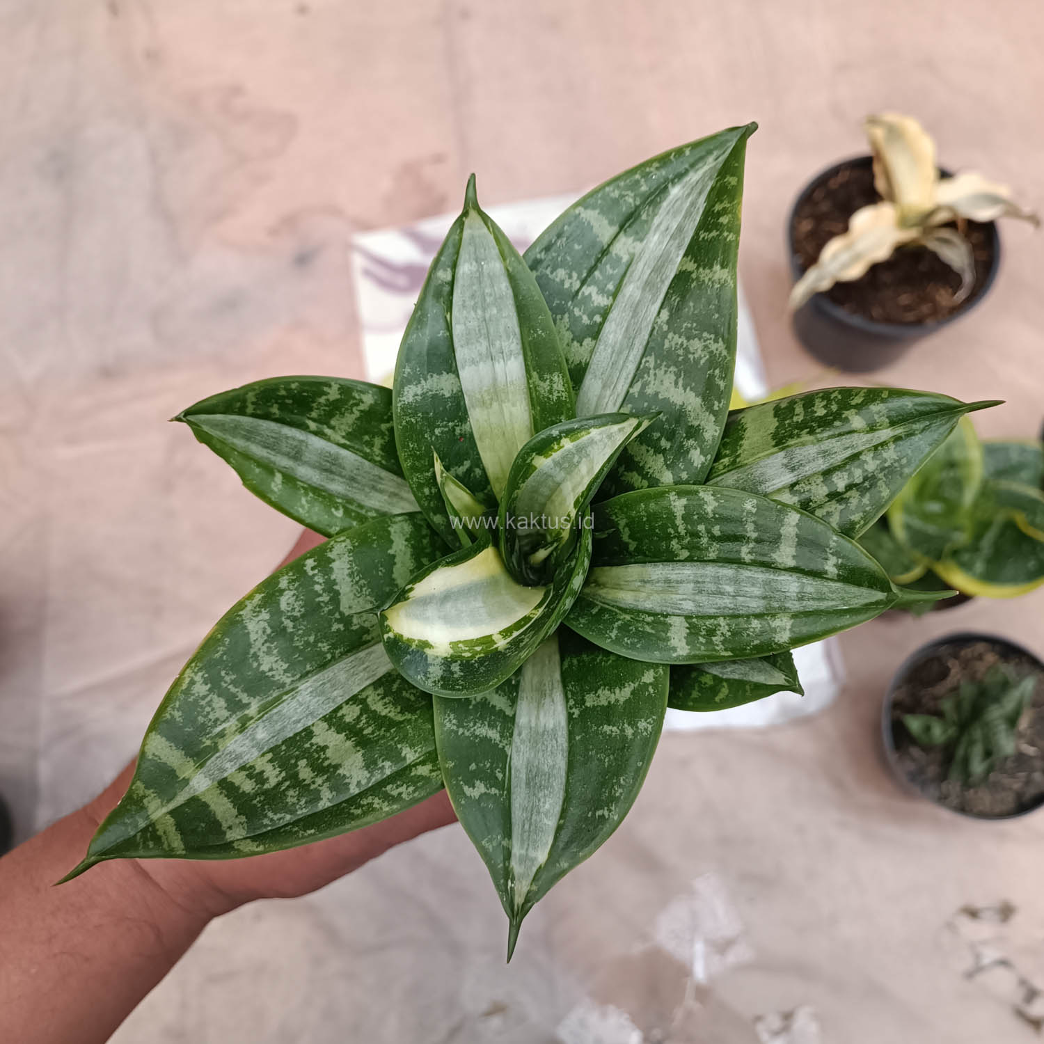 830. Sansevieria Hahniii Sticker - Image 11