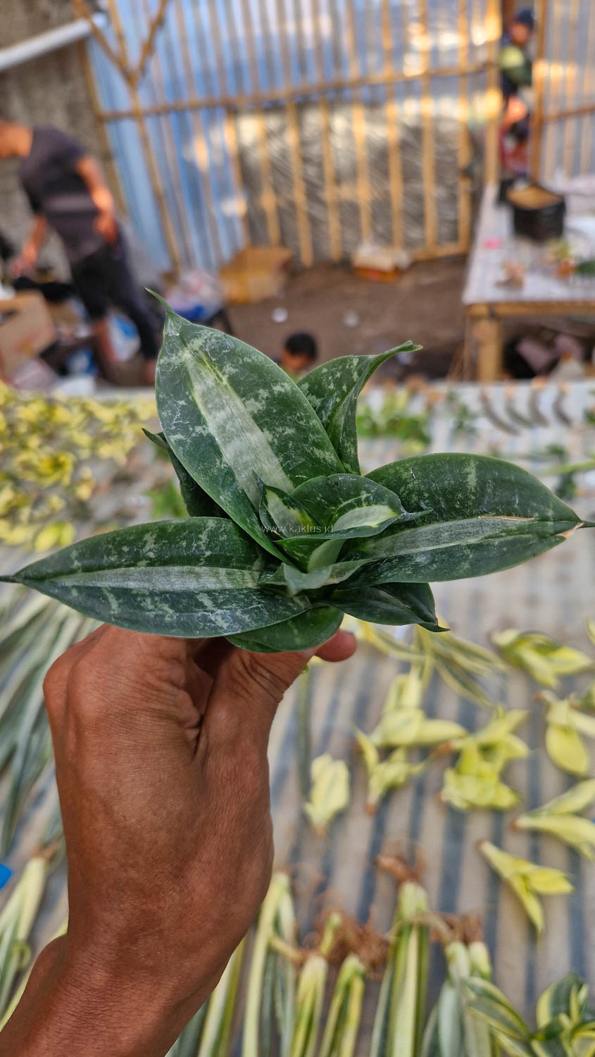 830. Sansevieria Hahniii Sticker - Image 23