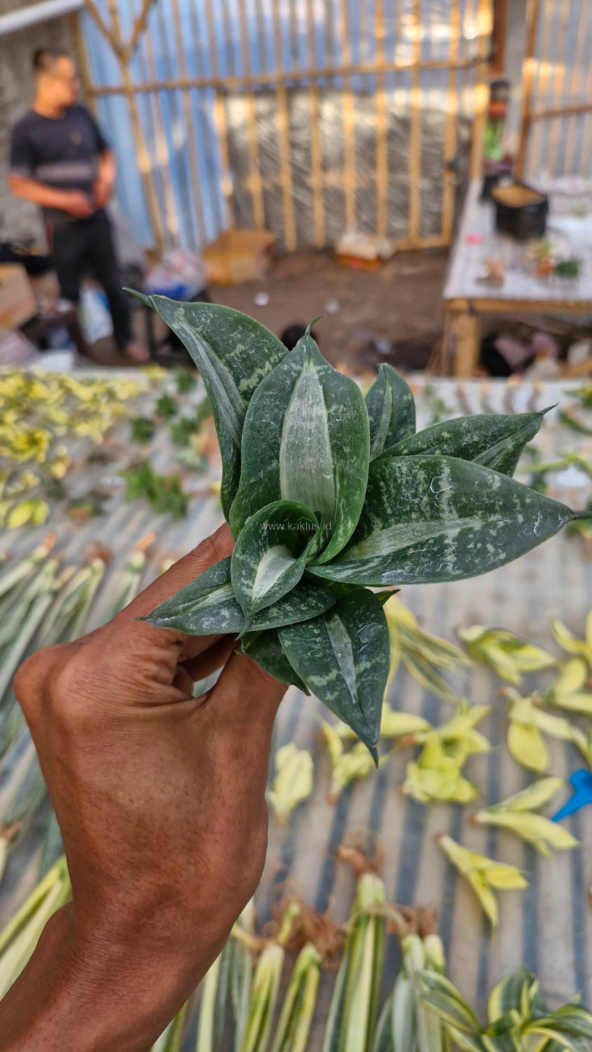 830. Sansevieria Hahniii Sticker - Image 5