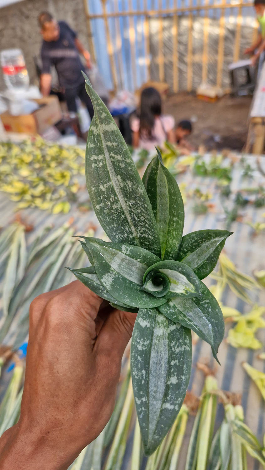 830. Sansevieria Hahniii Sticker - Image 7
