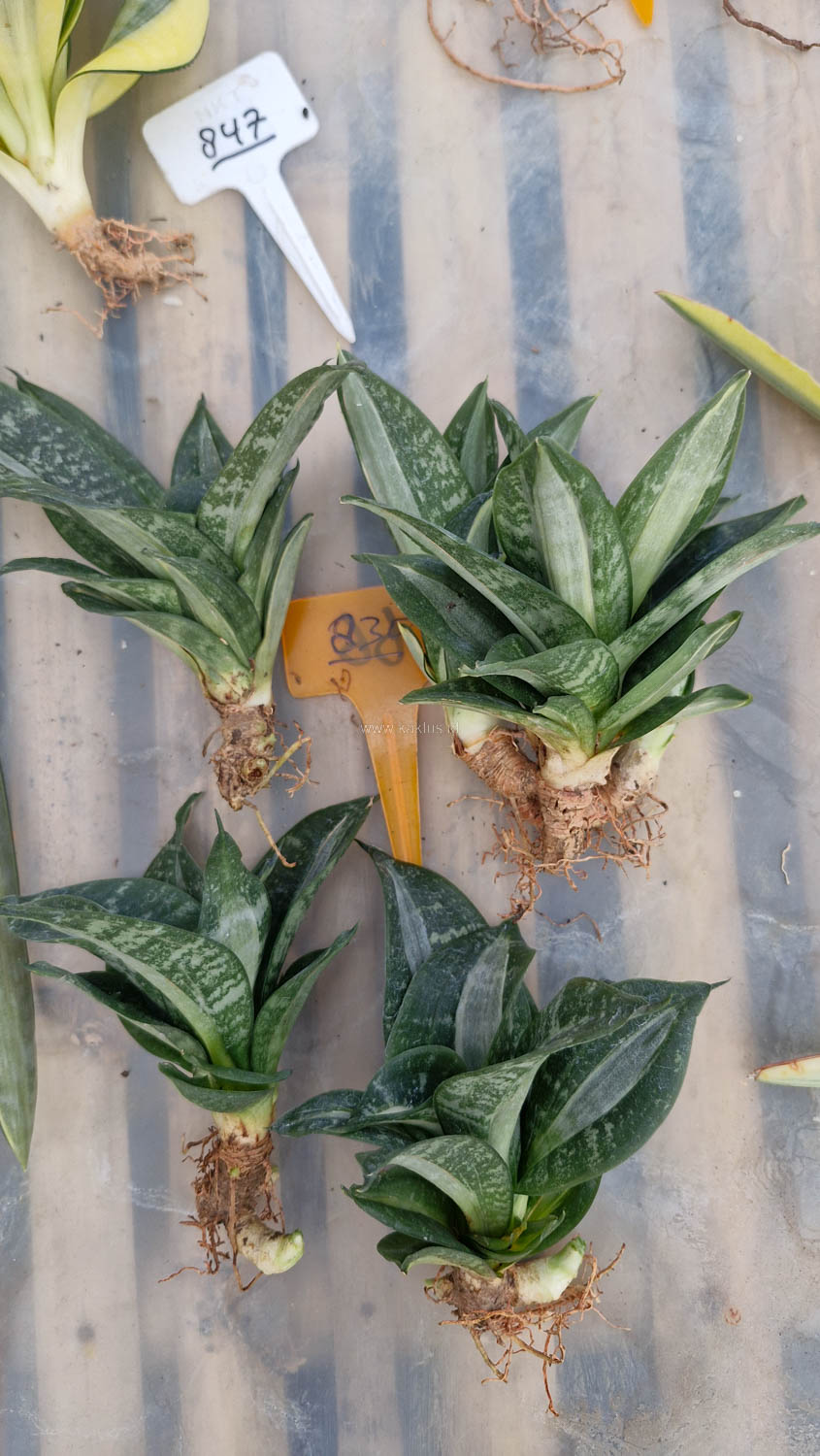 830. Sansevieria Hahniii Sticker - Image 21