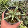 833. Sansevieria Balii Mini